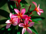 Voir le fond d'cran fleurs_wallxtrem.com_74.jpg