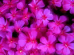 Voir le fond d'cran fleurs_wallxtrem.com_84.jpg